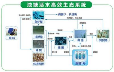 養四大家魚不易賺錢？高效生態養殖模式助您增收